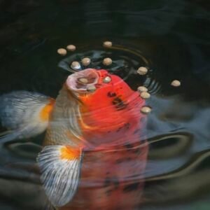 Pond Food