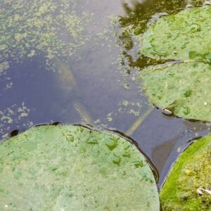 Pond Treatment